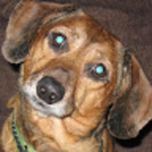 Meet your Posher, Damon